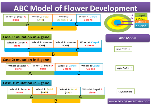 ABC Model of flower development summary chart