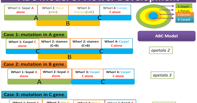 Bits and Bytes of Biology: ABC model