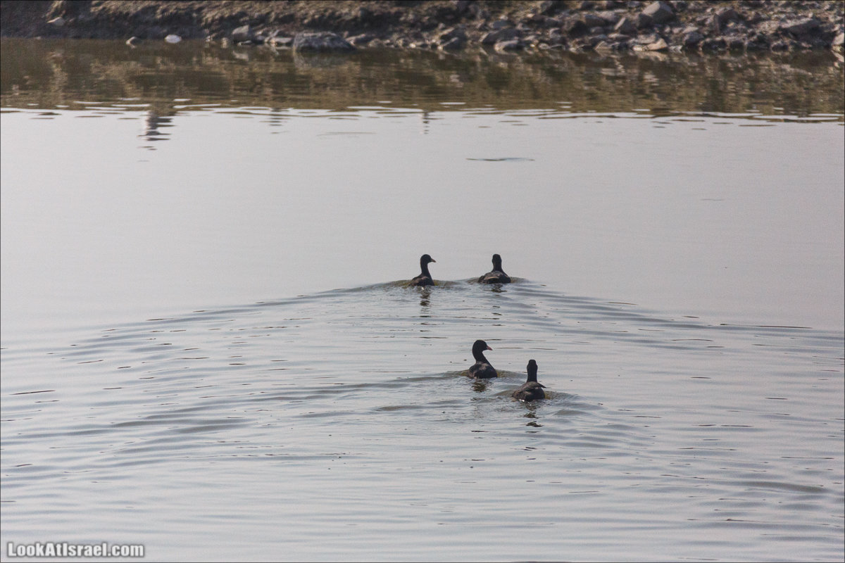 LookAtIsrael.com - Киббуц Кфар Рупин | Kibbutz Kfar Rupin | קיבוץ כפר רופין