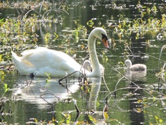 baby swans 4