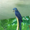 Hyacinth macaw