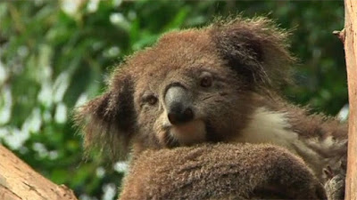 Koala có nguy cơ tuyệt chủng tại Úc