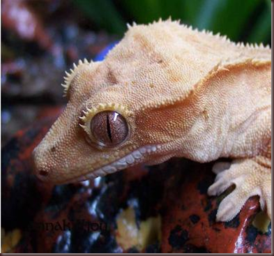 Amazing Animal Pictures crested geckos (15)