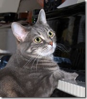 gato pianista blogdeimagenes (23)