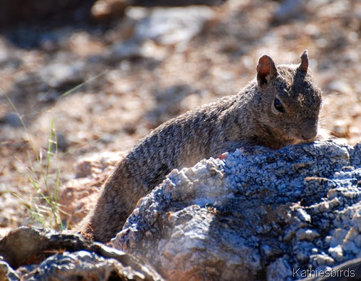 9. rock squirrel-kab