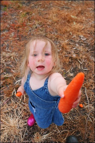 gb carrot