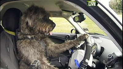 Dạy chó lái xe hơi