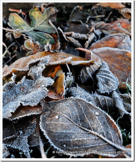 Frosty leaves 5