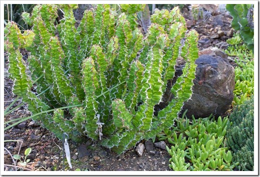 121013_RBG_Euphorbia-pseudocactus-Zig-Zag_02