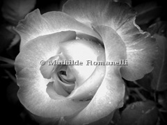 White Flower (9)