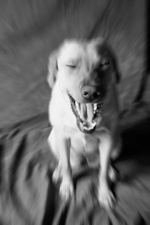 laughing dog