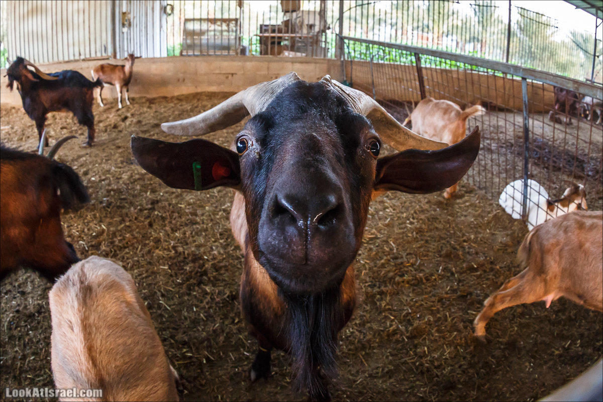 Менахемия - Козья Ферма Аз Из и медицинский музей Бейт ха-Рофе | Menahemia - As Is farm and medical museum | LookAtIsrael.com - Фото путешествия по Израилю | מנחמיה - חוות עז עיז ובית הרופא