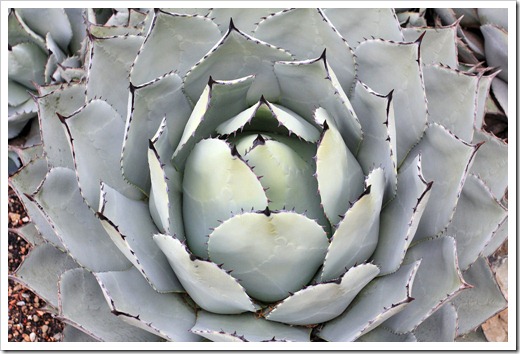 121228_UCBotGarden_Agave-parryi-huachucensis_01