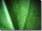 punkin_munia punkin_munia