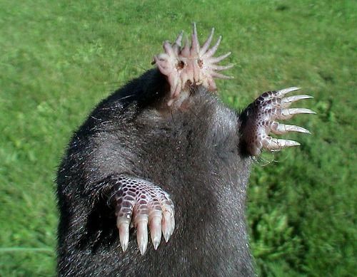 [Amazing%2520Animal%2520Pictures%2520Star%2520Nosed%2520Mole%2520%25284%2529%255B3%255D.jpg]