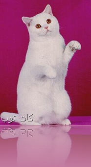 كات توب ألوان القط البريطاني قصير الشعر British Shorthair