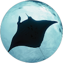 Magic Manta