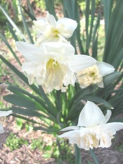 daffodil frilled 2