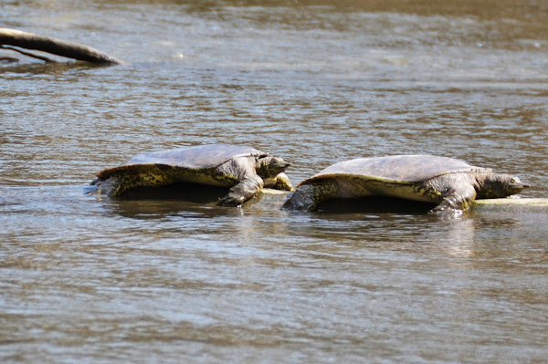 Spiny Softshell Turtle Project Noah 