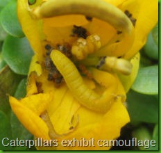 caterpillar in bud for book