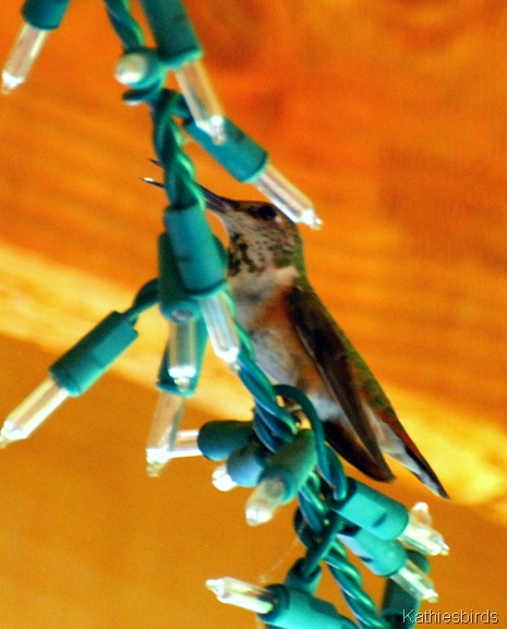 20. rufous hummingbird-kab