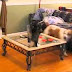 Funny Dogs Scared of Cats Compilation 2013 [NEW HD]