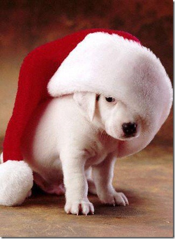 perro gorritos navidad (41)