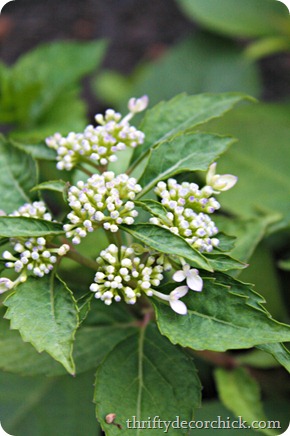 lacecap hydrangea