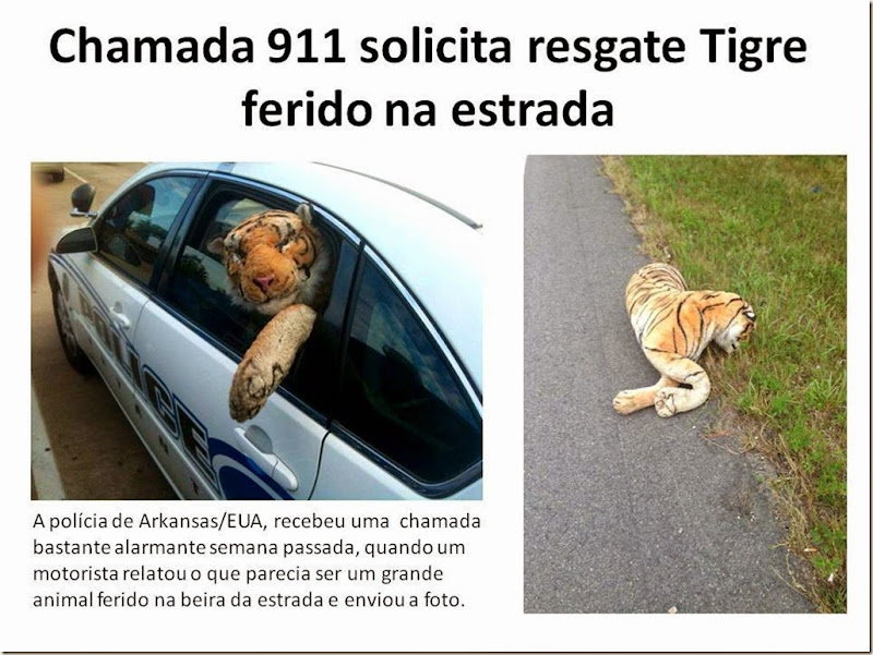 Chamada 911 solicita resgate Tigre ferido na estrada