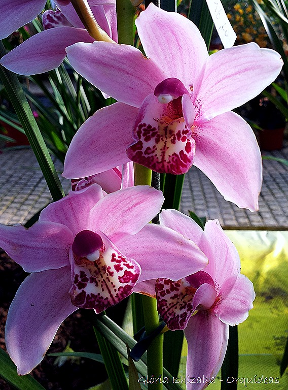 [Glria-Ishizaka---orquideas-379.jpg]