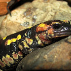 Portuguese Fire Salamander