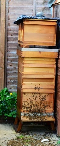 [Bee%2520-%2520two%2520brood%2520boxes%2520plus%2520supers%255B3%255D.jpg]
