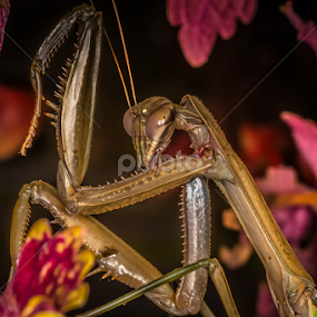 Posing by Brian Kerr - Animals Insects & Spiders