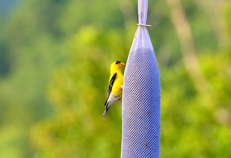 [01a---birds---male-goldfinch4.jpg]