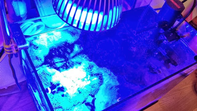 カクレクマノミとハタゴイソギンチャクの共生する水槽 カクレクマノミとハタゴイソギンチャクの共生する水槽