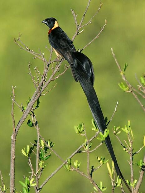 Burung emprit/pipit yang berekor panjang Burung emprit/pipit yang berekor panjang
