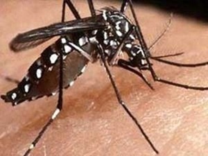mosquito_-_dengue_-_final