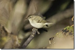 Hume's Warbler-8D3E5533