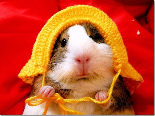 hamster grande imagen (6) hamster grande imagen (6)