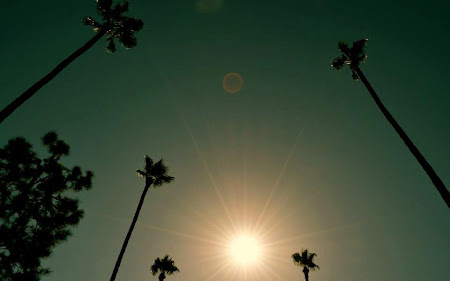 Imagini Los Angeles: Si asa cum spuneam - avem palmieri si brazi