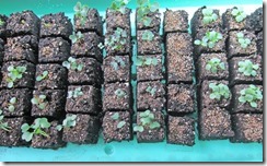 Brassica_seedlings