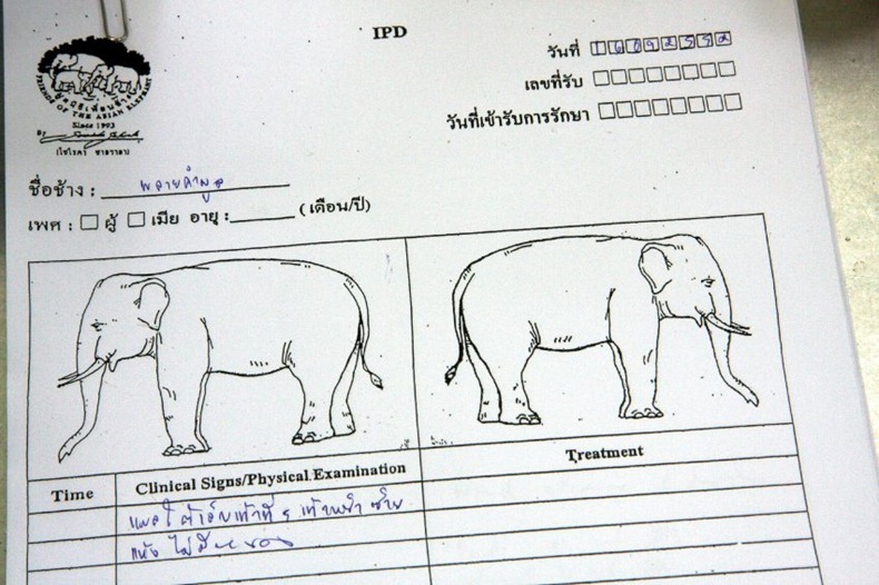 elephant-hospital-15