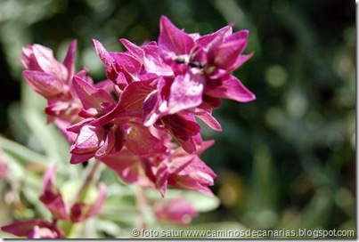 1070 Arteara-S.Fernando(Salvia roja) 1070 Arteara-S.Fernando(Salvia roja)