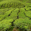 Plantacje herbaty – BOH – Sungai Palas Tea Estate
