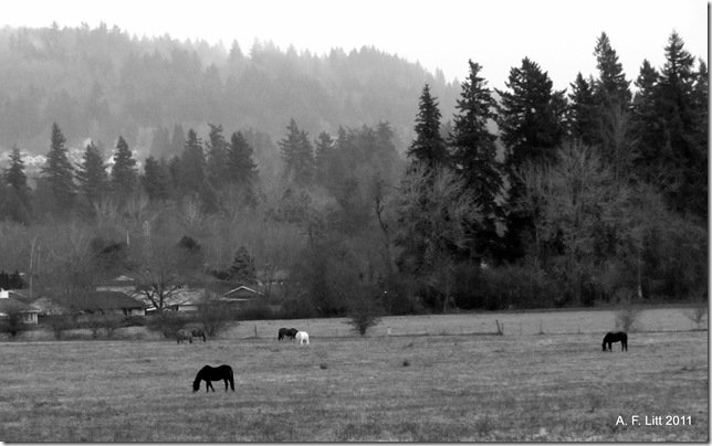 Gresham Butte (background).  Gresham, Oregon.  December 18, 2011.  Test photos with new camera.