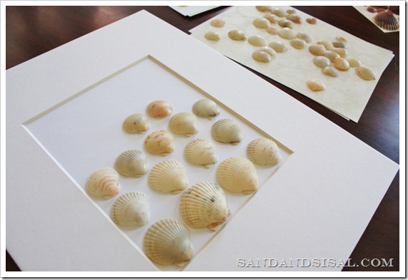 arrange shells 