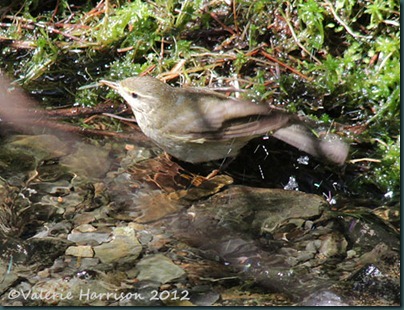 11-bathing-warbler