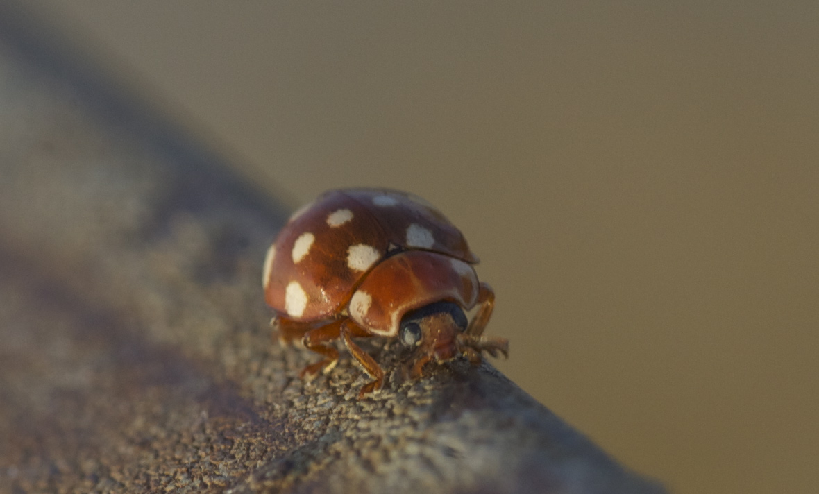 Cream-spot Ladybird