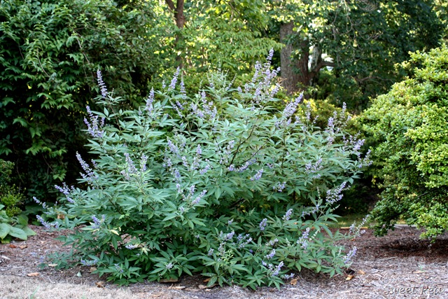 [Yard4%255B3%255D.jpg]