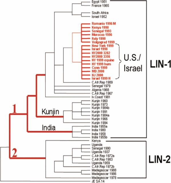 Phylogenetic_tree_of_West_Nile_viruses